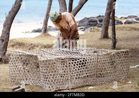 Pêcheur local réparant son piège à poissons en bambou sur la belle île de rodrigues, océan indien, maurice Banque D'Images