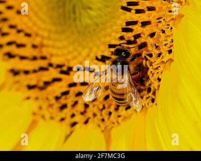 Gros plan d'une abeille occidentale sur un tournesol Banque D'Images