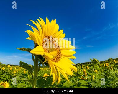 Gros plan de la tête d'un tournesol Banque D'Images