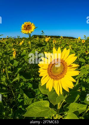 Gros plan d'un pianiste de tournesol un ciel bleu profond Banque D'Images