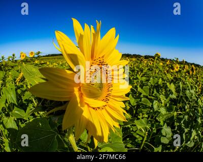 Gros plan d'un pianiste de tournesol un ciel bleu profond Banque D'Images