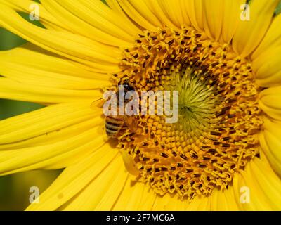 Gros plan d'une abeille occidentale sur un tournesol Banque D'Images
