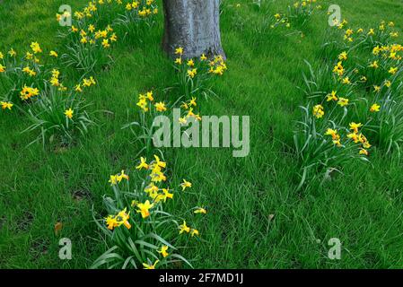 Jonquilles en pelouse Banque D'Images
