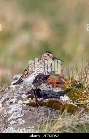 Dunlin (Calidris alpina schinzii) dans le plumage de reproduction appelant de la roche dans les prairies en été, Islande Banque D'Images