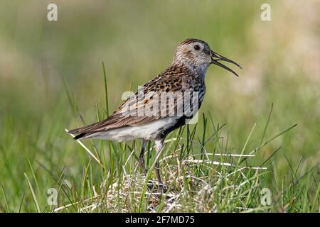 Dunlin (Calidris alpina schinzii) dans la reproduction plumage appelant dans les prairies en été, Islande Banque D'Images