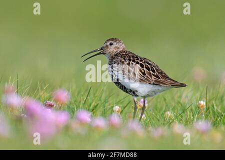 Dunlin (Calidris alpina schinzii) dans la reproduction plumage appelant dans les prairies avec thrift de mer / rose de mer floraison en été, Islande Banque D'Images