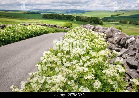 Chemin de campagne avec des verges de Sweet Cicely Myrrhis odorata dans le Derbyshire Peak District près de Tideswell To Banque D'Images