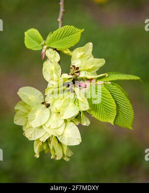 Wych Elm Ulmus glabra montrant de nouvelles graines de feuilles et du rouge Buds en avril - Derbyshire Royaume-Uni Banque D'Images