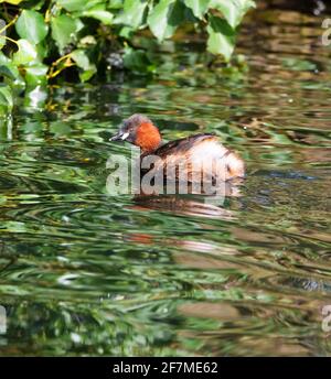 Petit grèbe ou dabchick Tachybaptus ruficollis dans un parc de la ville lac à Bristol, Royaume-Uni Banque D'Images