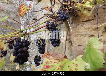 Raisins violets/noirs poussant sur un mur de pierre avec de grandes grappes de raisins mûrs Banque D'Images