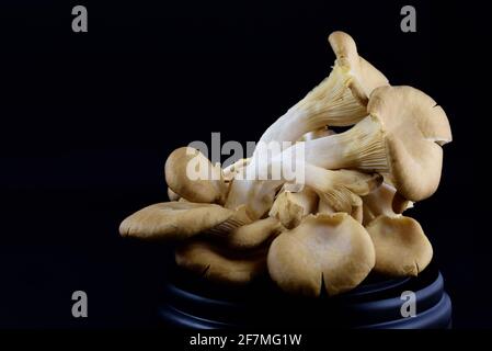 Un groupe de champignons d'huîtres frais avec lamellas devant d'un fond sombre se trouve sur une petite base en bois Banque D'Images