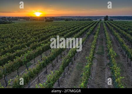 Vue aérienne des vignobles de Raimat au lever du soleil (Lleida, Catalogne, Espagne) ESP: Vues aéreas de los viñedos de Raimat al amanecer (Lérida) Banque D'Images