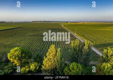 Vue aérienne des vignobles de Raimat au lever du soleil (Lleida, Catalogne, Espagne) ESP: Vues aéreas de los viñedos de Raimat al amanecer (Lérida) Banque D'Images