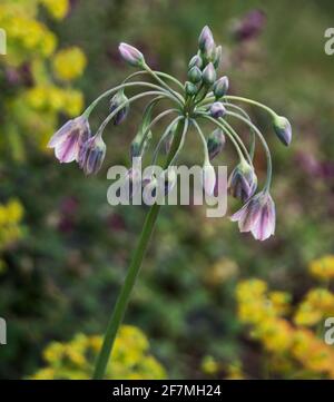 Nectaroscordum siculum Banque D'Images