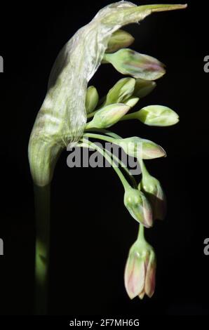 Nectaroscordum siculum Banque D'Images