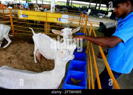 salvador, bahia / brésil - 2 décembre 2016: L'élevage de chèvres est vu dans le parc d'exposition de Salvador City pendant l'exposition agricole. *** Cap local Banque D'Images