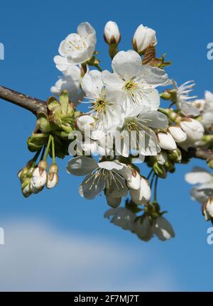 Prunus avium 'Sunburst' ou Cerise douce Sunburst Prunus avium Banque D'Images