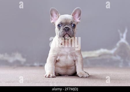 Adorable lilas fauve de couleur chien Bulldog chien chiot avec grand drôle de yeux bleus assis devant le mur gris Banque D'Images