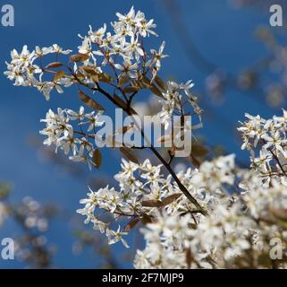 L'Amelanchier lamarckii Banque D'Images