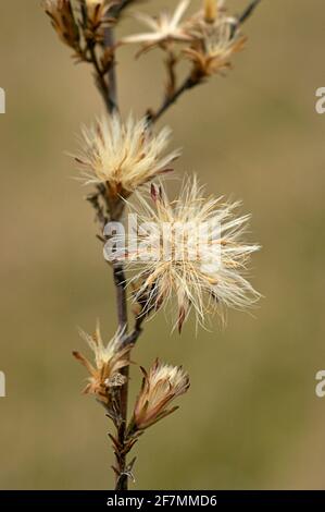 Fleur séchée à filaments blancs prêts à voler avec le vent. Banque D'Images