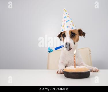 Un joli chien Jack russell terrier dans un chapeau d'anniversaire tient un coup de sifflet et regarde un gâteau avec une bougie sur un fond blanc. Copier l'espace Banque D'Images