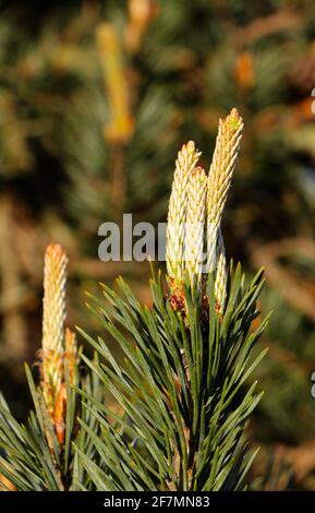 Pinus sylvestris PIN écossais avec nouvelle croissance gros plan Santander Cantabria Espagne soleil de printemps Banque D'Images