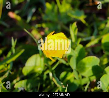 Ranunculus repens une tasse de beurre rampant en gros plan avec une de Concentrez-vous sur un fond naturellement éclairé sur un matin ensoleillé de printemps Santander Cantabrie Espagne Banque D'Images