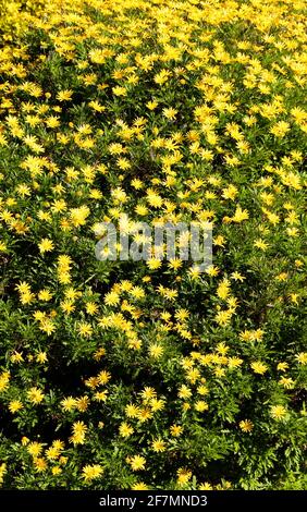 Euryops chrysanthemoides Marguerite africaine de brousse ou oeil de taureau poussant dans une urbanisation à Santander Cantabria Espagne Banque D'Images