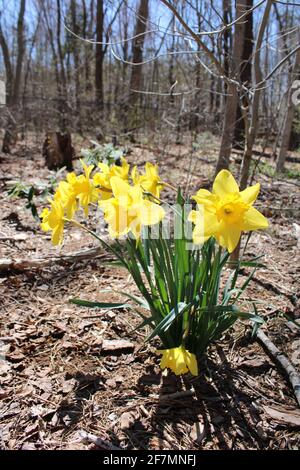 Groupe de jonquilles dans une forêt à feuilles caduques Banque D'Images