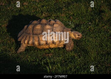 Une tortue marcher sur l'herbe Banque D'Images