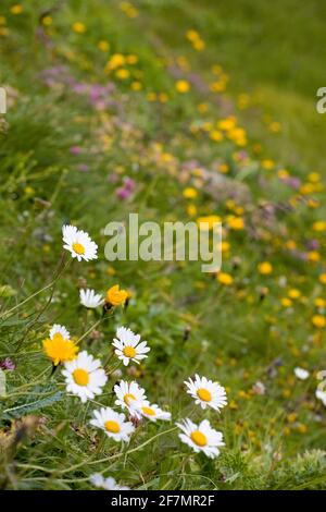 Pâquerettes (Bellis perennis) et autres fleurs sauvages, près de First, Oberland bernois, Suisse Banque D'Images