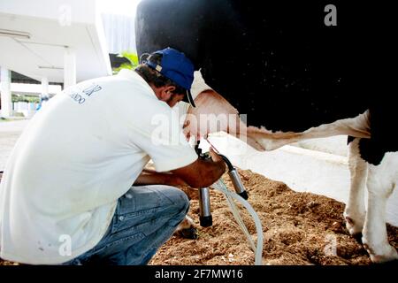 salvador, bahia / brésil - d3, 2014: Le cowboy est vu faire la traite mécanisée de la vache laitière dans la ville de Salvador. *** Légende locale *** . Banque D'Images