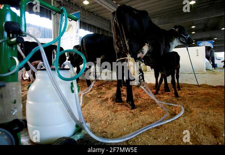 salvador, bahia / brésil - d3, 2014: Le cowboy est vu faire la traite mécanisée de la vache laitière dans la ville de Salvador. *** Légende locale *** . Banque D'Images