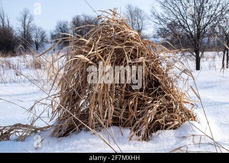 Un tas d'épaissie surcultivée dans un champ agricole blanchi à la neige dans le sud-ouest de l'Ontario, Canada, février 2021. Banque D'Images