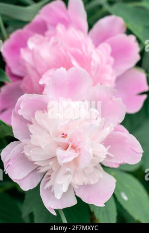 grandes fleurs de pivoines doubles roses de près. Banque D'Images