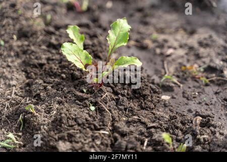 pousse de jeunes betteraves dans le jardin. Banque D'Images