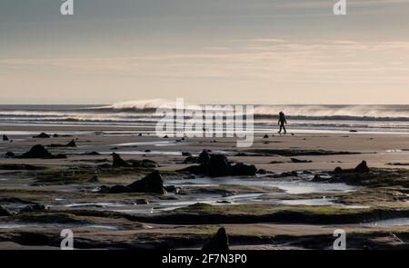 Quelqu'un qui marche leurs 2 chiens le long de la plage de Borth à côté la forêt pétrifiée Banque D'Images