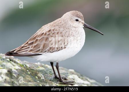 Le Bécasseau variable (Calidris alpina) sur les roches de basalte à Barnegat Jetty, USA Banque D'Images