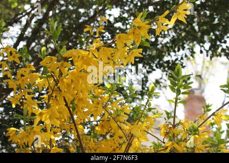 Floraison forsythia en avril Banque D'Images