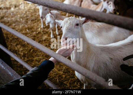 Une main de femme qui a bougé une chèvre dans la ferme. Banque D'Images