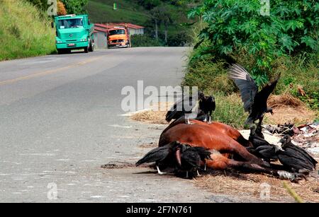 Itabuna, bahia / brésil - 19 juin 2012: Des vautours sont vus en train de commising un cadavre de cheval mort sur l'autoroute BR 414 dans la ville d'Itabuna. Un danger pour Banque D'Images