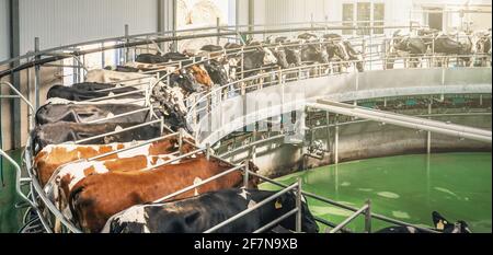 Vaches sur ferme laitière sur machine automatisée pour le traite, bannière image panoramique. Banque D'Images