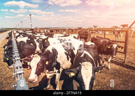 Élevage de vaches, industrie agricole, vaches dans un élevage de vaches laitières. Banque D'Images