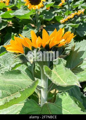 Gros plan de la tête de tournesol pendant la journée ensoleillée. Champ de tournesols Banque D'Images