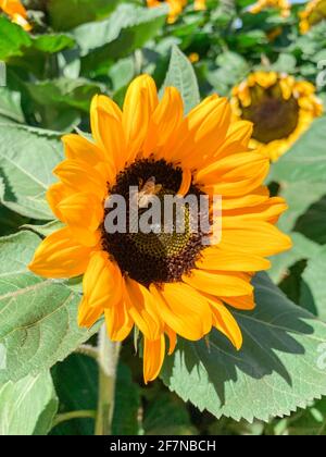 Gros plan de la tête de tournesol pendant la journée ensoleillée. Champ de tournesols Banque D'Images