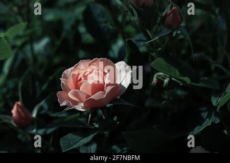 Une rose fleurir dans la lumière du matin Banque D'Images