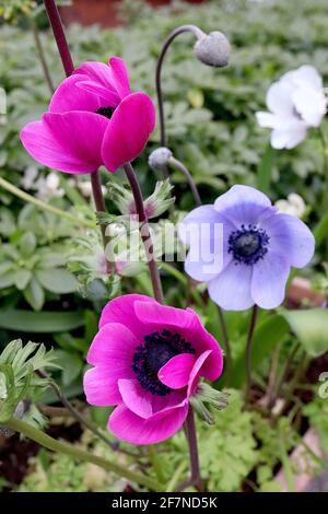 Anemone coronaria ‘série Harmony’ Bleu, Orchid et blanc de Caen groupe Anemone coquelicot – fleurs bleues, rose foncé et blanches avec couronne d'étamines, avril Banque D'Images