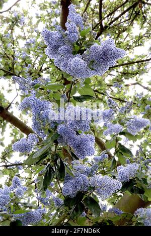 Ceanothus arboreus ‘Bleu de Trewithen’ California lilas Bleu de Trewithen – minuscules grappes de fleurs bleu clair avec des pistils bleu foncé, avril, Angleterre, Royaume-Uni Banque D'Images