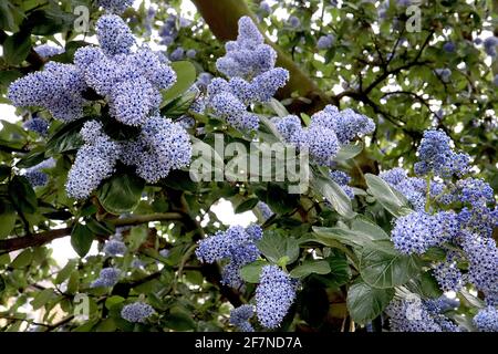 Ceanothus arboreus ‘Bleu de Trewithen’ California lilas Bleu de Trewithen – minuscules grappes de fleurs bleu clair avec des pistils bleu foncé, avril, Angleterre, Royaume-Uni Banque D'Images