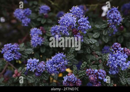 Ceanothus ‘Stark Star’ California lilas Dark Star – de minuscules grappes de fleurs bleu royal et de petites feuilles texturées très vert foncé profondément veinées, avril, Banque D'Images